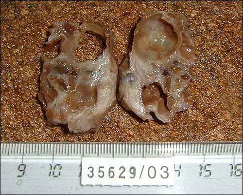 Equiner Ovarialtumor